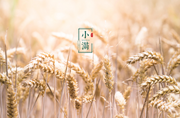 中华节气菜·小满｜晴日暖风生麦气 绿阴幽草胜花时