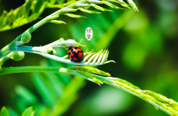 二十四节气里的“陕西味道”——惊蛰 | jinnianhui今年会官网